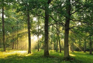 LBH medan desak kapolda sumut untuk segera menangani kasus perambahan Hutan di Kwala Langkat