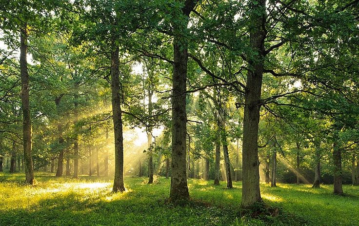 LBH medan desak kapolda sumut untuk segera menangani kasus perambahan Hutan di Kwala Langkat